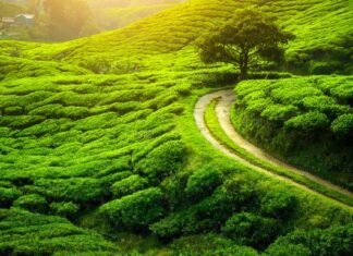 5 Weekend budget friendly weekend destinations from Kolkata. Weekend