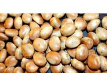 Love jackfruit? learn about 8 Unknown Important Benefits of Jackfruit Seed Love jackfruit? learn about 8 Unknown Important Benefits of Jackfruit Seed