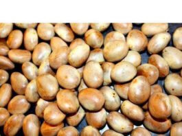 Love jackfruit? learn about 8 Unknown Important Benefits of Jackfruit Seed