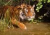 5 Things to do in Sunderban : The land of majestic Royal Bengal Tiger. Sunderban