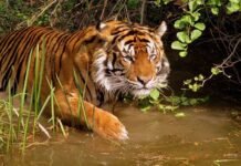 5 Things to do in Sunderban : The land of majestic Royal Bengal Tiger. Sunderban