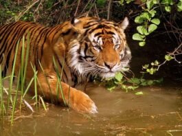 Sunderban