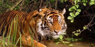 5 Things to do in Sunderban : The land of majestic Royal Bengal Tiger. Sunderban