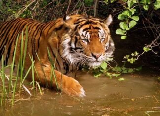 5 Things to do in Sunderban : The land of majestic Royal Bengal Tiger. Sunderban