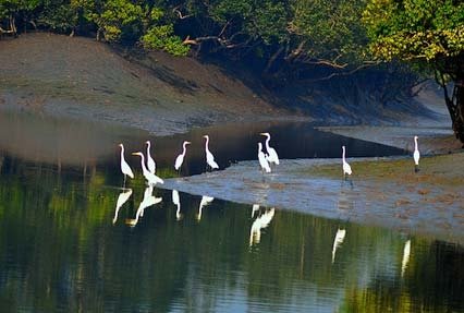 short escape sunderbans 4903