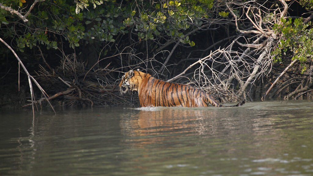 sunderban tourism