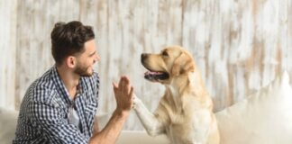 5 Amazing benefits of having pets at home. Pets