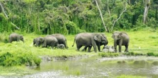 Top 5 must visit places in Dooars. Dooars