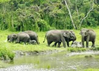 Top 5 must visit places in Dooars. Dooars