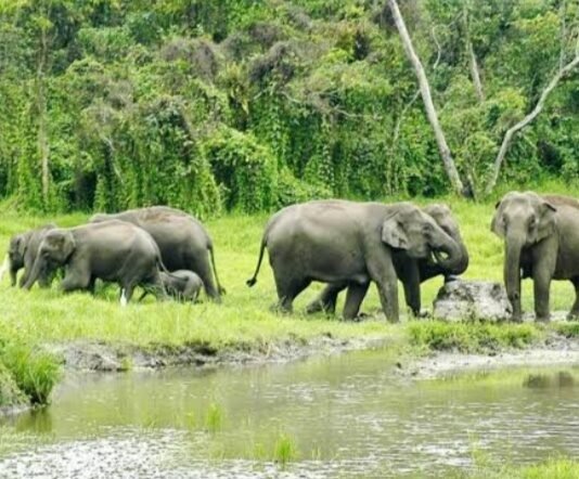 Top 5 must visit places in Dooars. Dooars