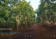 Jungle visit in February 2022: Captivating Valkimachan and Garh Jungle and awe-inspiring temples of myth.