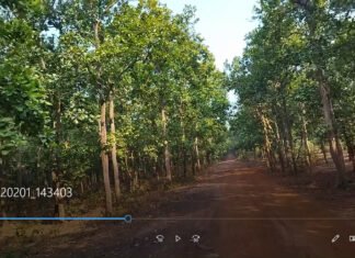 Jungle visit in February 2022: Captivating Valkimachan and Garh Jungle and awe-inspiring temples of myth.