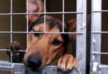 Cruelty towards animals in India :- How to deal it? Let’s see Animals