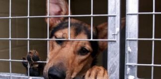 Cruelty towards animals in India :- How to deal it? Let’s see Animals