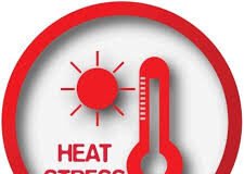 Heat Stress – how to overcome and what are the precautionary measures. Look here 8 precautions that will protect you from heat stress.