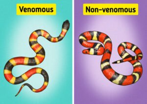 Snake Identification : How To Identify If A Snake Is Venomous? Read on to know 6 140fc05328ad629a5671d63835