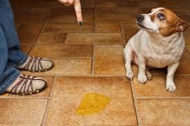10 Myth About Dogs, You Need To Stop Believing Them Now 4 download 13
