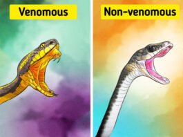 Snake Identification : How To Identify If A Snake Is Venomous? Read on to know