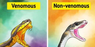 Snake Identification : How To Identify If A Snake Is Venomous? Read on to know Snake Identification : How To Identify If A Snake Is Venomous? Read on to know