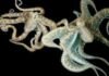 Octopus Mating Facts : Do You Know Why Octopuses Torture And Kill Themselves After Mating! Read On To Know!! Octopus Mating Facts : Do You Know Why Octopuses Torture And Kill Themselves After Mating! Read On To Know!!