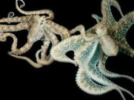 Octopus Mating Facts : Do You Know Why Octopuses Torture And Kill Themselves After Mating! Read On To Know!!