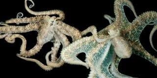 Octopus Mating Facts : Do You Know Why Octopuses Torture And Kill Themselves After Mating! Read On To Know!! Octopus Mating Facts : Do You Know Why Octopuses Torture And Kill Themselves After Mating! Read On To Know!!