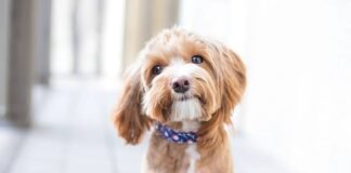 10 Myth About Dogs, You Need To Stop Believing Them Now 10 Myth About Dogs, You Need To Stop Believing Them Now