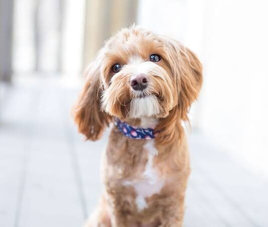 10 Myth About Dogs, You Need To Stop Believing Them Now 10 Myth About Dogs, You Need To Stop Believing Them Now