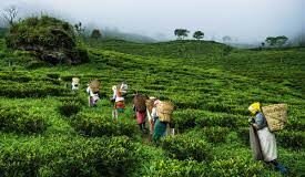 Makaibari tea factory is marveling at tea production: Kurseong diary Part-lV: Happiness of 2022